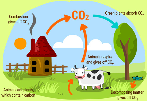 Carbon Cycle, Cellular Respiration, & Photosynthesis - Gray Wolf